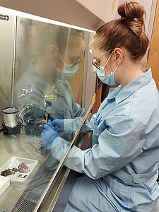 Shannon Schultz is removing the contents from a gray fox stomach sample and placing it in a sterilized blender to homogenize the material so that she can get a well-mixed subsample from which to extract DNA.